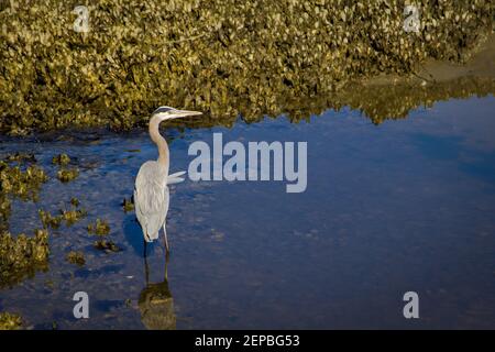 Great Blue Heron in Küstensalz Sumpf bei Ebbe im Huntington Beach State Park in Murrells Inlet, South Carolina Stockfoto