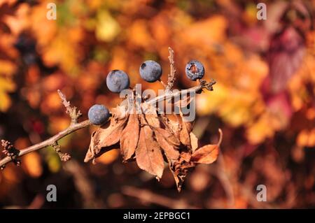 Reife blaue Schlehdornbeeren mit einer weißen Blüte gegen eine Hintergrund von bunten Herbstlaub Stockfoto