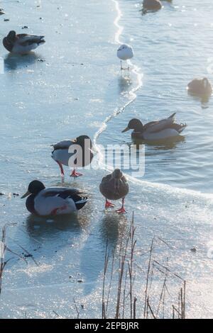 Enten strömen im Winter in Dänemark auf dem Eis Stockfoto