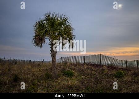 Ein Palmetto Baum am Strand, umgeben von Sanddünen und Hafer bei Sonnenaufgang in Myrtle Beach, South Carolina, USA Stockfoto