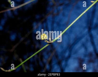 Blühende Knospe auf einem Ast. Stockfoto