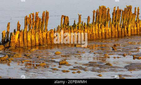 Sonnenaufgang über dem Wattenmeer bei Wierum in der Provinz Friesland. Stockfoto