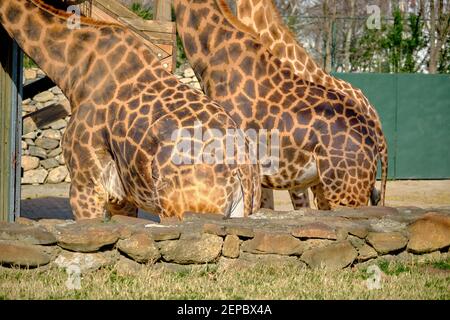 Gruppen von Giraffen im Zoo. Giraffen fressen getrocknetes und verdorrtes Gras. Stockfoto