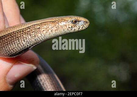 Eidechsenartige Schlange in menschlicher Hand, Nahaufnahme des Kopfes der Kralle, langsame und schüchterne Erscheinung der Eidechsen Anguis tsolchitsa. Stockfoto