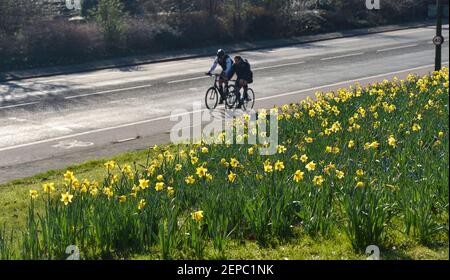 Brighton UK 27th February 2021 - Radler passieren an einem Teppich voller Narzissen in voller Blüte entlang der Hauptstraße A23 nach Brighton an einem weiteren schönen warmen sonnigen Tag : Credit Simon Dack / Alamy Live News Stockfoto