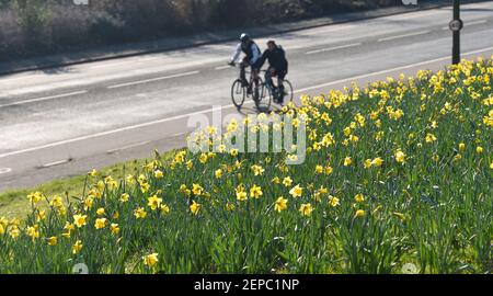 Brighton UK 27th February 2021 - Radler passieren an einem Teppich voller Narzissen in voller Blüte entlang der Hauptstraße A23 nach Brighton an einem weiteren schönen warmen sonnigen Tag : Credit Simon Dack / Alamy Live News Stockfoto