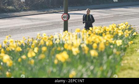 Brighton UK 27th February 2021 - EIN Läufer kommt an einem Teppich voller Narzissen in voller Blüte entlang der Hauptstraße A23 nach Brighton an einem anderen schönen warmen sonnigen Tag : Credit Simon Dack / Alamy Live News Stockfoto