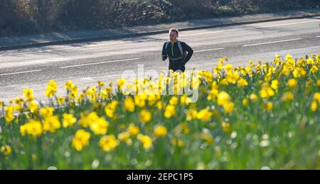 Brighton UK 27th February 2021 - EIN Läufer kommt an einem Teppich voller Narzissen in voller Blüte entlang der Hauptstraße A23 nach Brighton an einem anderen schönen warmen sonnigen Tag : Credit Simon Dack / Alamy Live News Stockfoto