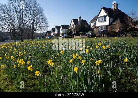 Brighton UK 27th February 2021 - EIN Teppich voller Narzissen in voller Blüte entlang der A23 Hauptstraße nach Brighton an einem anderen schönen warmen sonnigen Tag : Credit Simon Dack / Alamy Live News Stockfoto