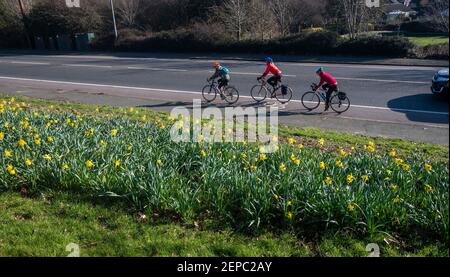 Brighton UK 27th February 2021 - Radler passieren an einem Teppich voller Narzissen in voller Blüte entlang der Hauptstraße A23 nach Brighton an einem weiteren schönen warmen sonnigen Tag : Credit Simon Dack / Alamy Live News Stockfoto