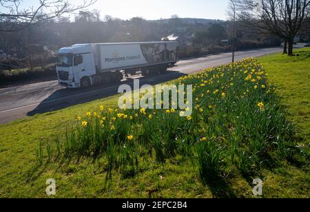 Brighton UK 27th February 2021 - der Verkehr passiert an einem Teppich voller Narzissen in voller Blüte entlang der Hauptstraße A23 nach Brighton an einem anderen schönen warmen sonnigen Tag : Credit Simon Dack / Alamy Live News Stockfoto