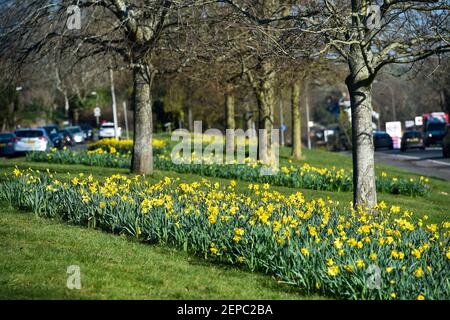 Brighton UK 27th February 2021 - EIN Teppich voller Narzissen in voller Blüte entlang der A23 Hauptstraße nach Brighton an einem anderen schönen warmen sonnigen Tag : Credit Simon Dack / Alamy Live News Stockfoto