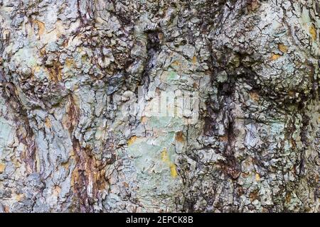 Detail von Rinde und Grat auf einer britischen Platane Stockfoto