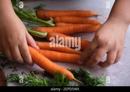 Bündel von sauberen jungen Karotten und Mädchen Hände Stockfoto