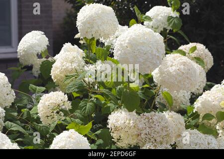 Schöne weiße kugelförmige 'Hortensia' Blüten, die auf einem Busch wachsen und 'Annabelle' oder 'Snowball' genannt werden. Ein kleiner Teil eines Hauses und Fenster im Hintergrund Stockfoto