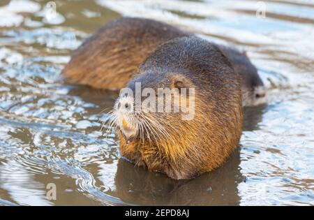 Nutria Myocastor coypus oder Flussratte die wilde in der Nähe des Flusses, das beste Foto. Stockfoto
