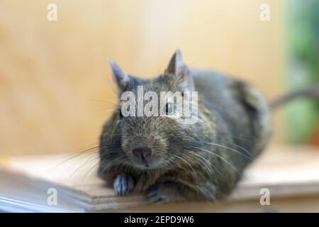 Haustier degu Ratte. 2020 Jahre Symbol. Flauschiges Rattenporträt. Stockfoto