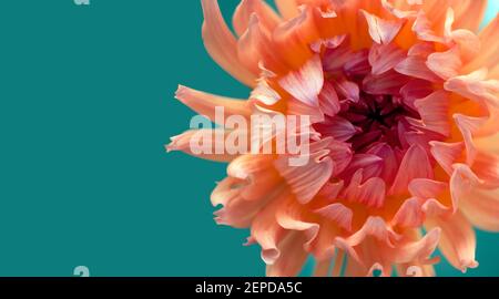 Eine schöne japanische Chrysanthemum Blume vor grünem Hintergrund. Das Bild hat einen 80er-Jahre-Look mit hellen und kontrastierenden Farben Stockfoto