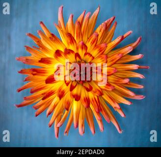 Eine schöne japanische Chrysanthemum Blume vor einem hölzernen blauen Hintergrund. Das Bild hat einen 80er-Jahre-Look mit aufsehenden Farben Stockfoto