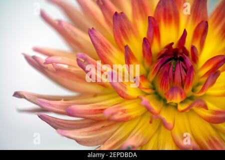 Makroaufnahme einer schönen gelben und warmen rosa japanischen Chrysantheme Blume mit einem weißen und blauen Farbton Kopie Raum auf der linken Seite. Könnte als Web verwendet werden Stockfoto
