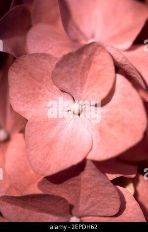 Nahaufnahme von schönen und hellen Korallen rosa Hortensia Blumen in Blüte, mit geringer Tiefenschärfe. Kann als Hintergrund verwendet werden. Stockfoto