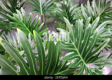 Zimmerpflanzen Palme. Große grüne Blätter von Monstera und anderen Pflanzen. Floristen moderne Dekoration oder Design. Stockfoto