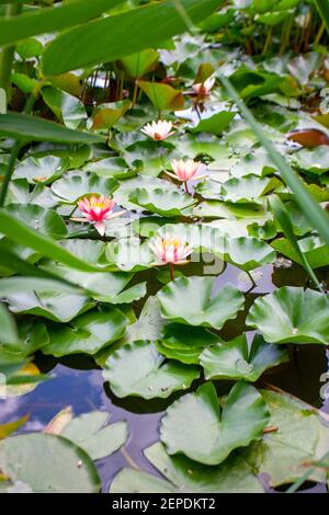 nymphaea Lilie blüht im Wassergarten Stockfoto