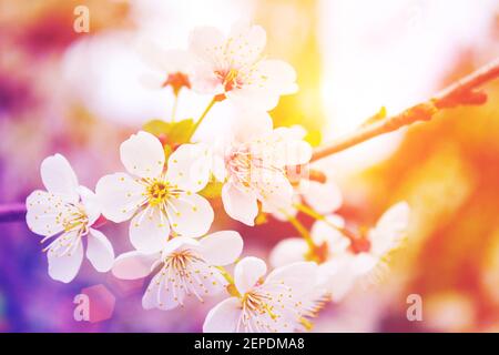 Blumen von blühenden Baum. Blüht Bäume im Frühling. Modern getönt Stockfoto