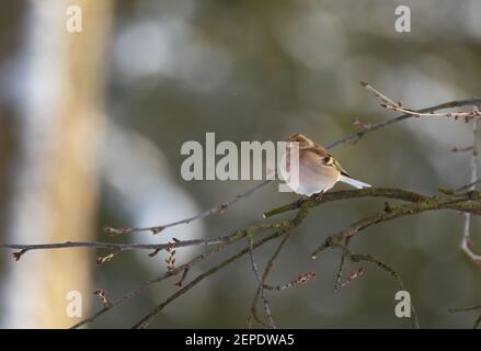 Hawfinch Coccothraustes Coccothraustes sitzen auf dem Zweig im Winter, das beste Foto. Stockfoto
