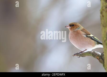 Hawfinch Coccothraustes Coccothraustes sitzen auf dem Zweig im Winter, das beste Foto. Stockfoto