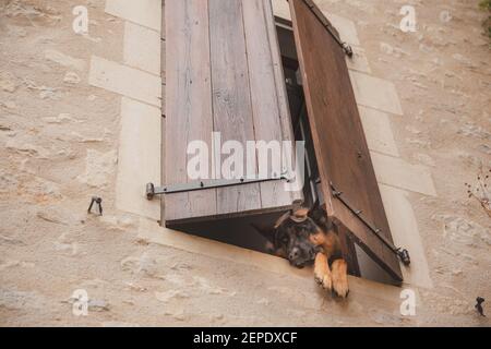 Ein traurig aussehender Schäferhund schaut aus einem Fenster, sehnt sich nach draußen in einem malerischen, traditionellen europäischen Dorf zu sein. Stockfoto