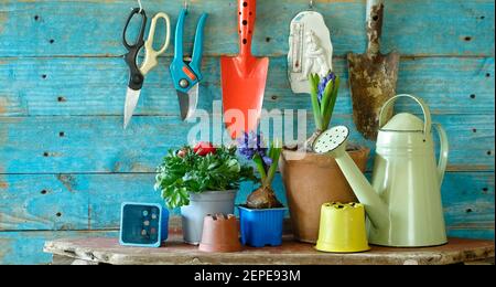Gartenarbeit im Frühling, junge Hyazinthe und Butterblume Blumen mit Gartengeräten, gute Kopiefläche Stockfoto