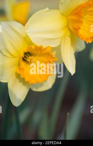 Narzissen blühen im Garten in der Nähe Stockfoto