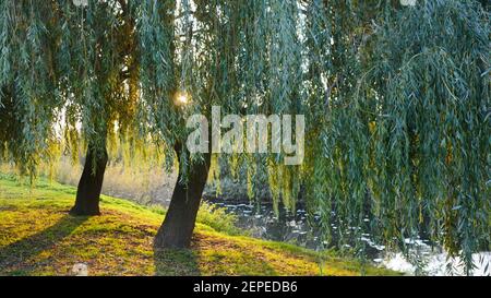 Golden Hour Sonne leuchtet durch die weinenden Weiden am Flussufer Stockfoto