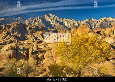 Eastern Sierra Nevada, Baum in Herbstfarben, Blick von Alabama Hills, bei Lone Pine, Kalifornien, USA Stockfoto