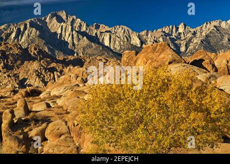 Lone Pine Peak, Mount Whitney, Baum in Herbstfarben, Blick von Alabama Hills, Eastern Sierra Nevada, in der Nähe von Lone Pine, Kalifornien, USA Stockfoto