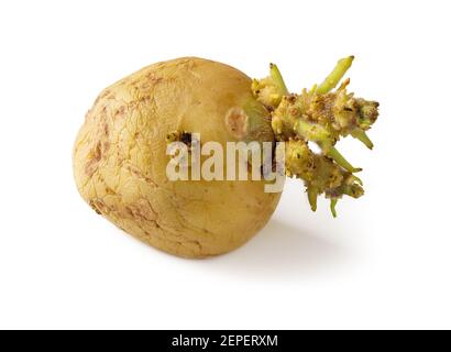 Geschrumpfte gekeimte Kartoffel isoliert auf weißem Hintergrund. Eine Samenkübel mit Sprossen Makro. Gemüseanbau, Anbau und Lagerung. Landwirtschaft. Stockfoto