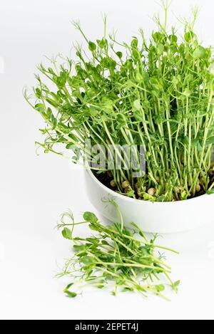 Mikrogrüne, frische Erbsensprossen auf Weiß. Gesundes und frisches veganes Essen. Wachsende Mikrogrüns. Nahaufnahme, Weichfokus. Saatgut Keimung zu Hause. Fensterbank Stockfoto