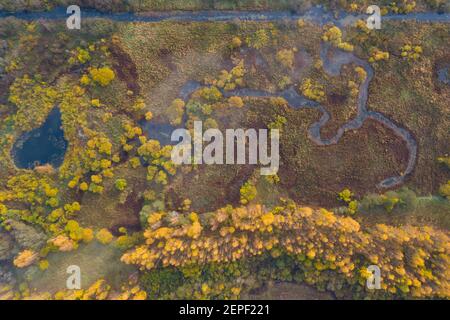 Luftaufnahme von oben nach unten Blick auf goldgelben Herbstwald und Wasser Seen Feuchtgebiet Stockfoto