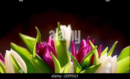 Blüten aus weißen und violetten Tulpen auf einem dunklen Schwarz Hintergrund in einem sonnigen internationalen Frauentag oder Muttertag Stockfoto