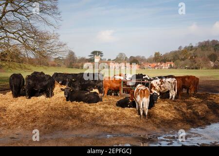 Herde von Kühen in der schönen britischen Landschaft im Winter, mit Hambleden Dorf im Hintergrund. Chiltern Hills, Buckinghamshire, Großbritannien Stockfoto