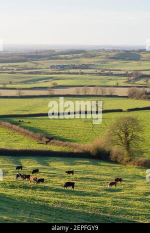 Viehzucht in einer britischen Landschaft, Ackerland mit Feldern und Hecken in Aylesbury Vale, Buckinghamshire, Großbritannien Stockfoto