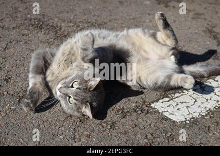 Graue Katze, die auf dem Rücken auf der Sonne liegt Auf der Straße Stockfoto