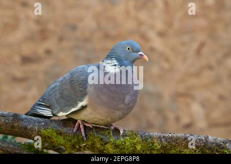 Waldtaube (Columba palumbus), die in einem Garten auf Nahrungssuche ist Stockfoto