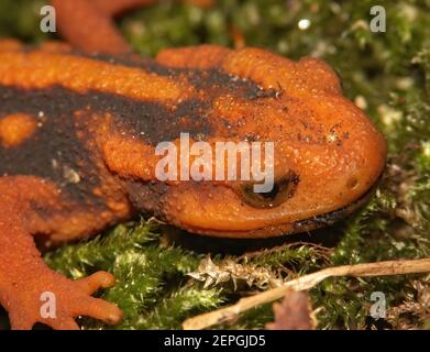 Nahaufnahme der orangen Kopffärbung im Mandarin oder Yunnan Molch, Tylototriton Shanjing Stockfoto