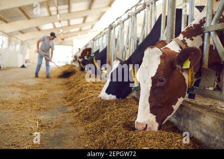 Herde von gesunden Milchkühen Fütterung in Reihe von Ställen In Futterstall auf Viehzucht Stockfoto