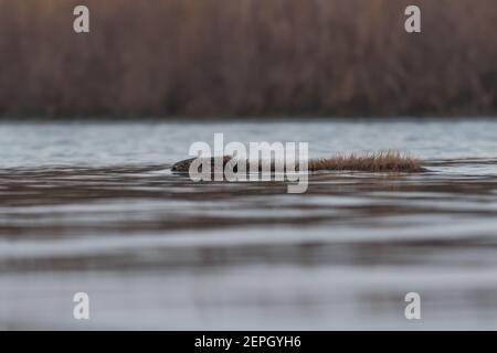 Schwimmende europäischen Biber in der nebligen Morgen, fotografiert im Nationalpark der Biesbosch, Niederlande. Stockfoto