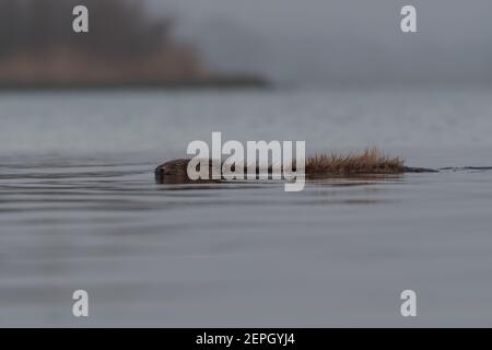 Schwimmende europäischen Biber in der nebligen Morgen, fotografiert im Nationalpark der Biesbosch, Niederlande. Stockfoto