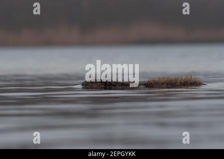 Schwimmende europäischen Biber in der nebligen Morgen, fotografiert im Nationalpark der Biesbosch, Niederlande. Stockfoto