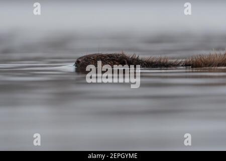 Schwimmende europäischen Biber in der nebligen Morgen, fotografiert im Nationalpark der Biesbosch, Niederlande. Stockfoto